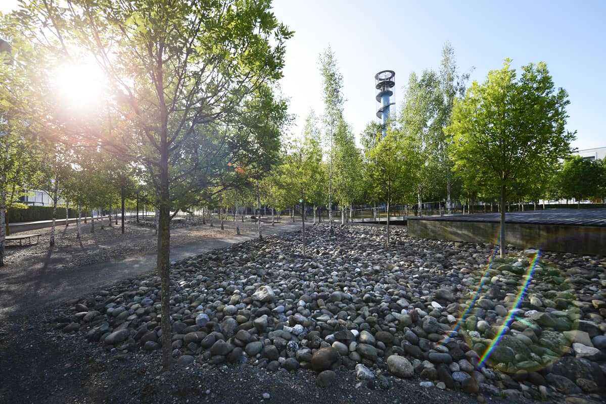 Bildausschnitt des Oerliker Parks mit Baum und Naturboden